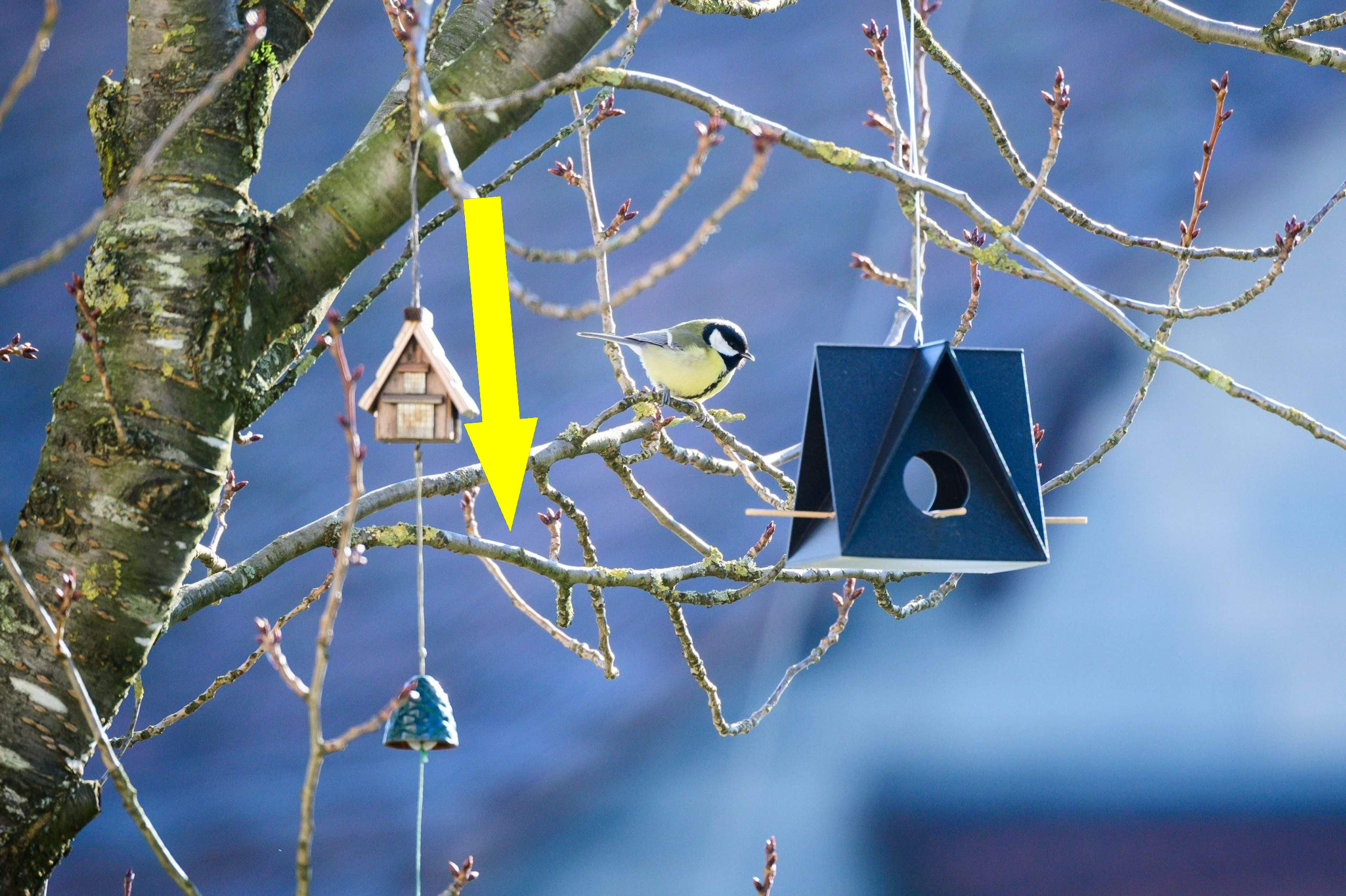 Как ChatGPT создал автоматизированную кормушку для птиц